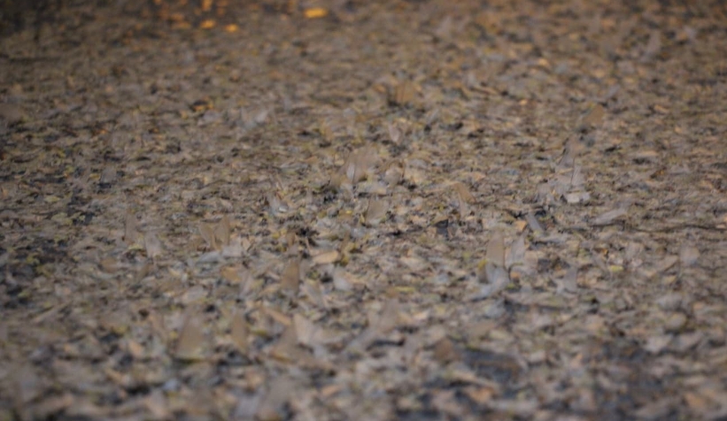 Birgün sineklerinin ölüm dansı ritüeli bu kez Akyazı'da görüldü