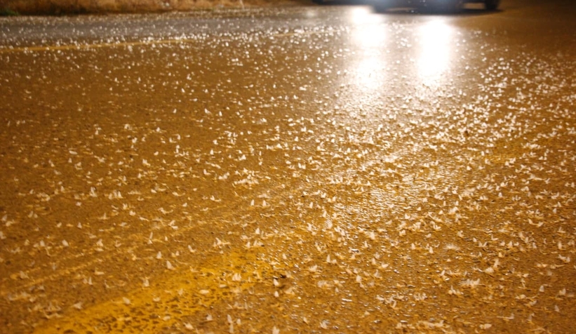 Birgün sineklerinin ölüm dansı ritüeli bu kez Akyazı'da görüldü