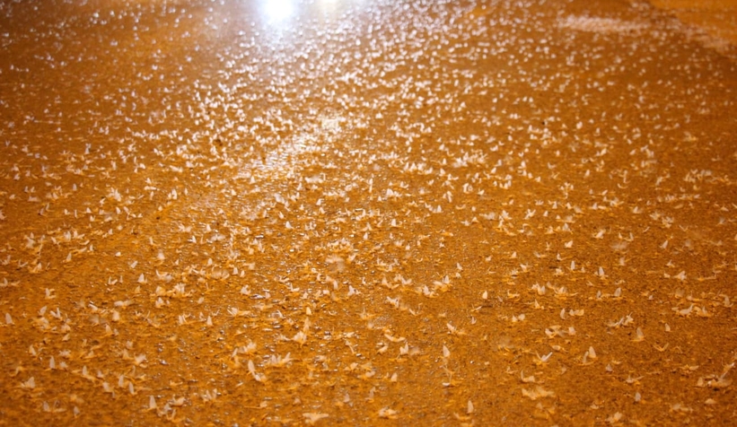 Birgün sineklerinin ölüm dansı ritüeli bu kez Akyazı'da görüldü