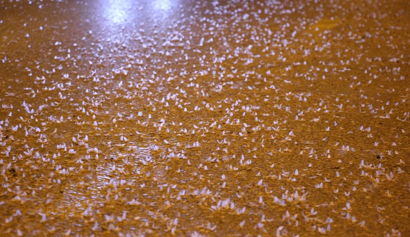 Birgün sineklerinin ölüm dansı ritüeli bu kez Akyazı'da görüldü