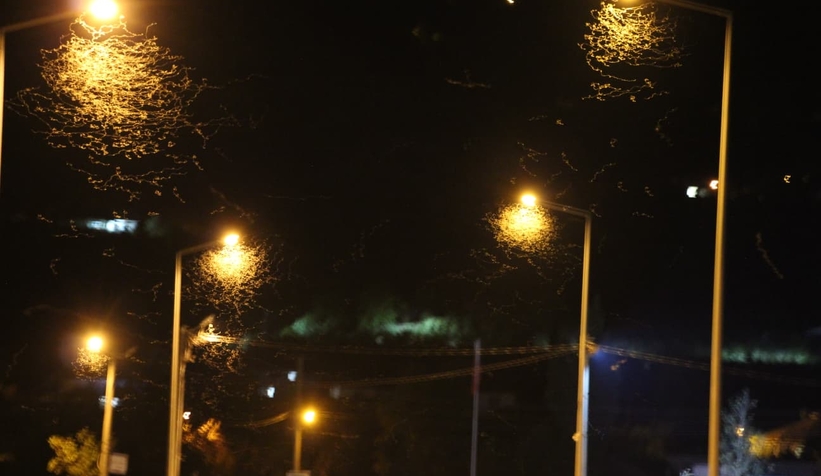 Birgün sineklerinin ölüm dansı ritüeli bu kez Akyazı'da görüldü