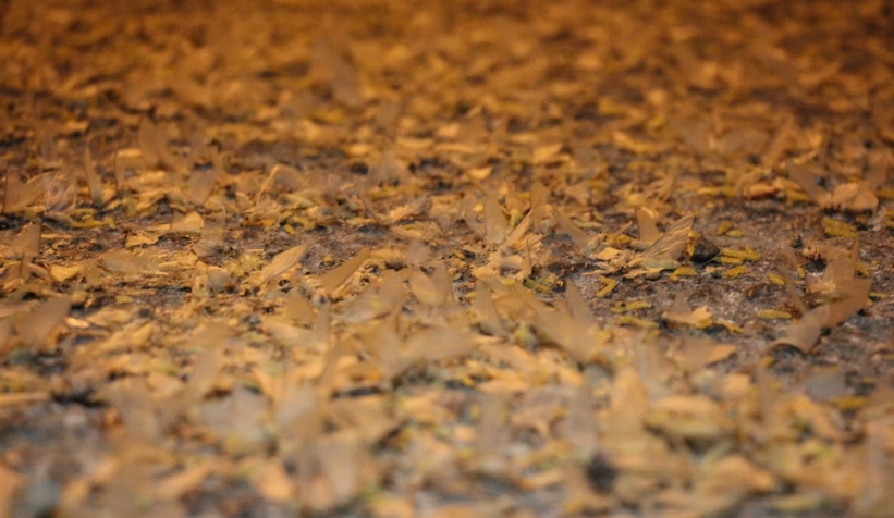 Birgün sineklerinin ölüm dansı ritüeli bu kez Akyazı'da görüldü