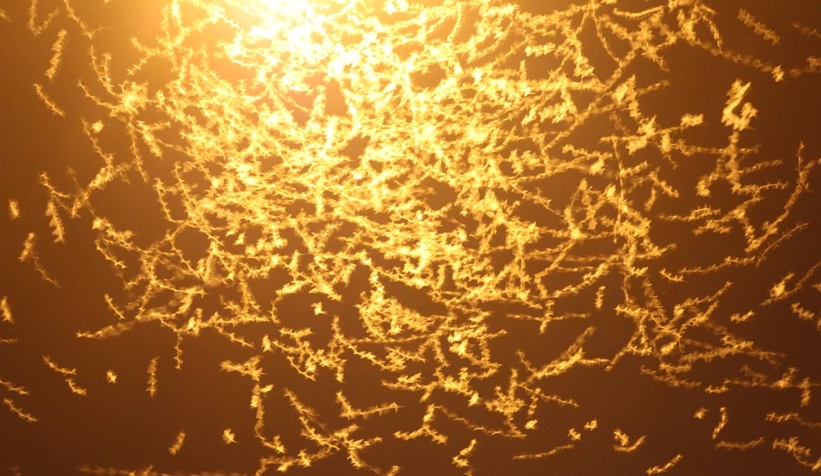 Birgün sineklerinin ölüm dansı ritüeli bu kez Akyazı'da görüldü