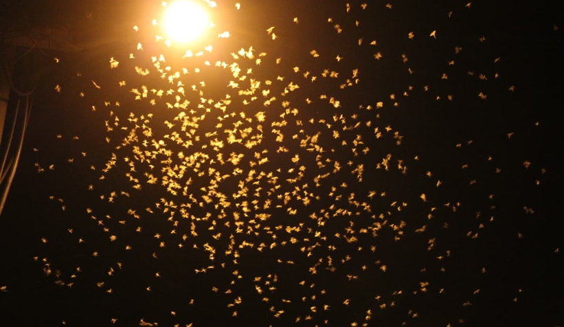 Birgün sineklerinin ölüm dansı ritüeli bu kez Akyazı'da görüldü