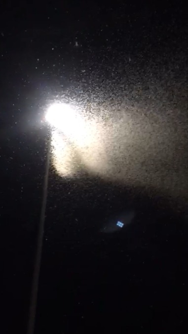 Birgün sineklerinin ölüm dansı