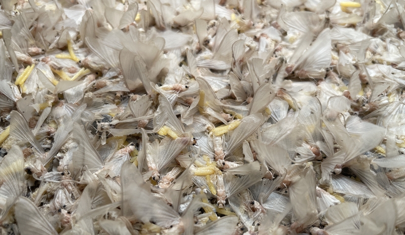 Birgün sineklerinin ölüm dansı