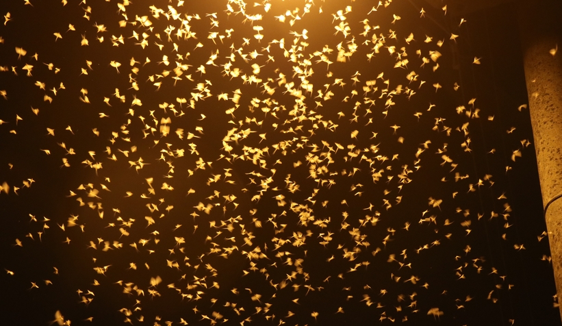 Birgün sineklerinin ölüm dansı