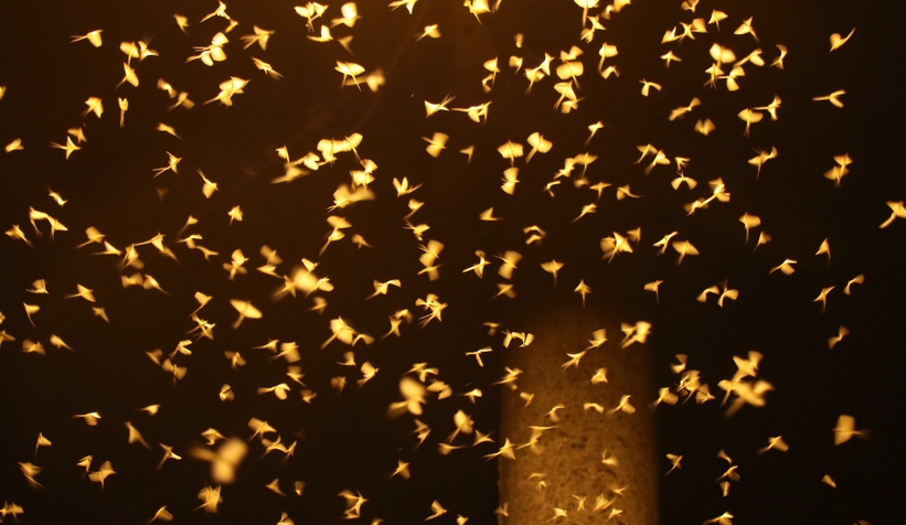 Birgün sineklerinin ölüm dansı