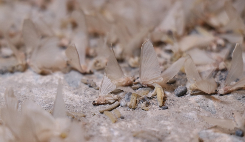 Birgün sineklerinin ölüm dansı