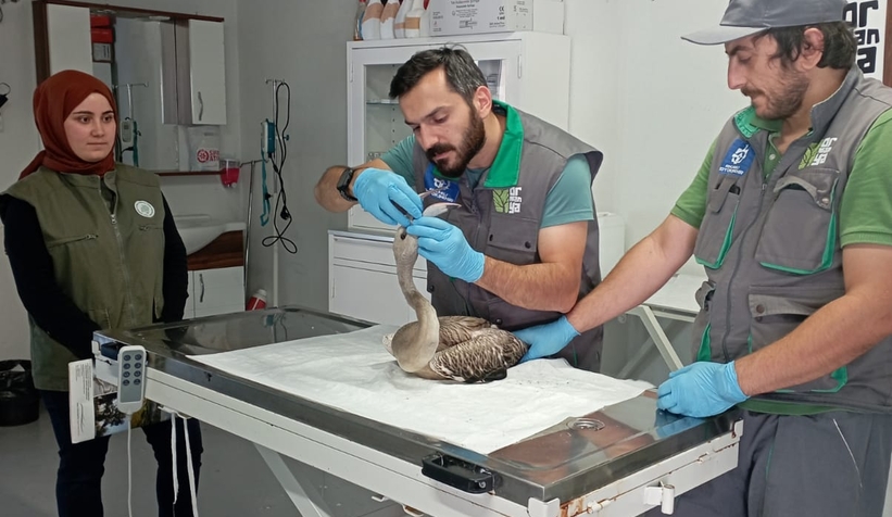 Bitkin düşen flamingo bulundu