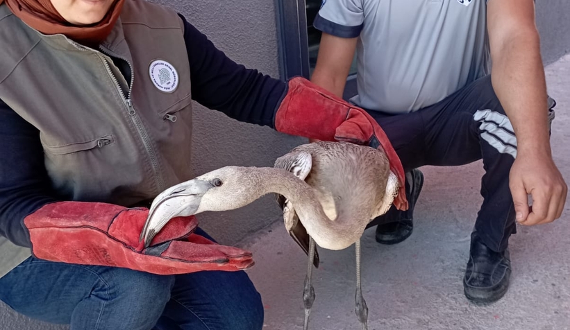 Bitkin düşen flamingo bulundu