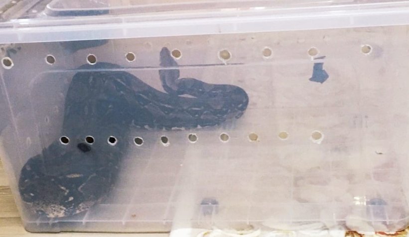 Boa yılanıyla yakalanmıştı, cezası belli oldu