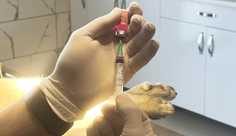 Bölgenin en büyük hastanesi can dostlara kucak açtı