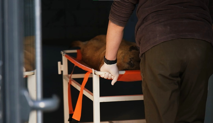 Bölgenin en büyük hastanesi can dostlara kucak açtı