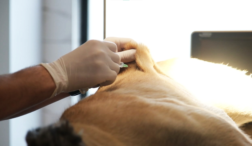 Bölgenin en büyük hastanesi can dostlara kucak açtı