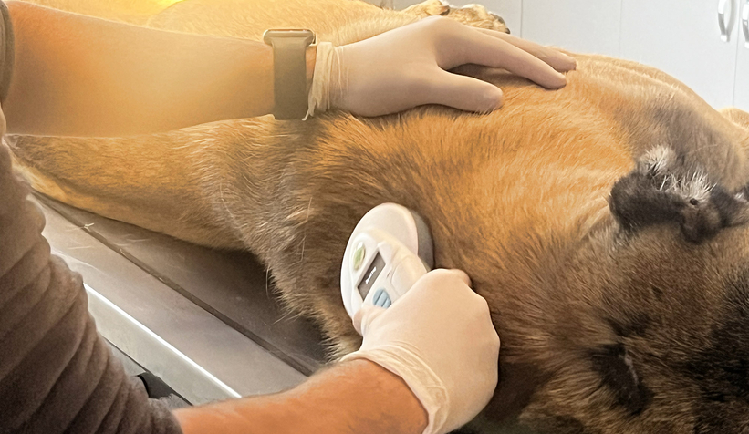 Bölgenin en büyük hastanesi can dostlara kucak açtı