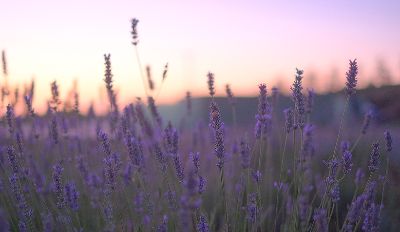 Botanik Park’a ilk kazma vurulacak