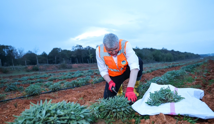 Botanik Vadi'de adaçayı hasadı