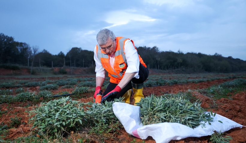 Botanik Vadi'de adaçayı hasadı