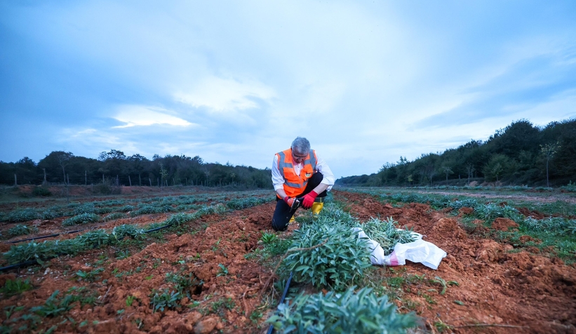 Botanik Vadi'de adaçayı hasadı