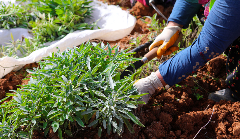 Botanik Vadi'de adaçayı hasadı