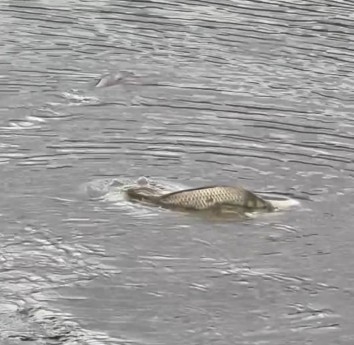 Böyle doğa olayı görülmedi; Gölet bir anda yok oldu