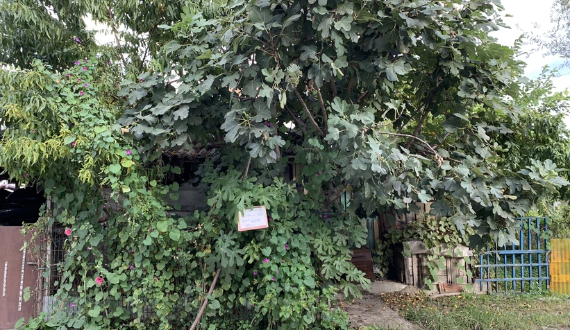 Bu bahçeden meyve yemek serbest!