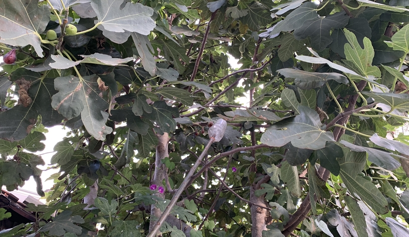 Bu bahçeden meyve yemek serbest!