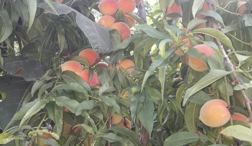 Bu bahçeden meyve yemek serbest!