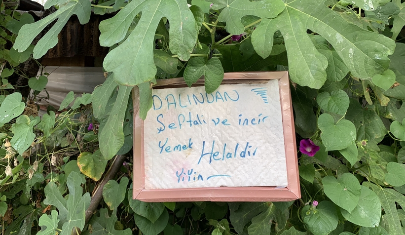 Bu bahçeden meyve yemek serbest!