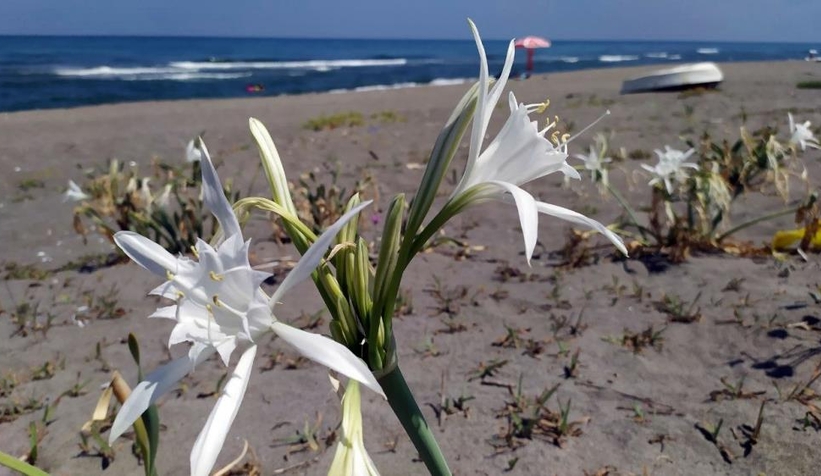 Bu çiçeği kopartmanın cezası çok ağır