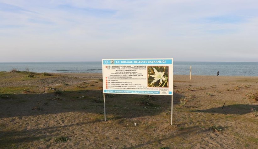 Bu çiçeği kopartmanın cezası dudak uçuklatıyor