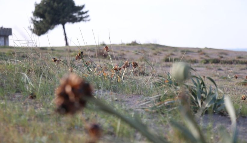 Bu çiçeği kopartmanın cezası dudak uçuklatıyor