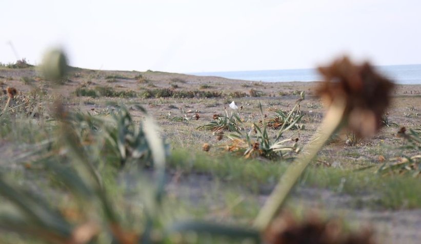 Bu çiçeği kopartmanın cezası dudak uçuklatıyor