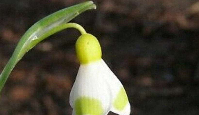 Bu çiçek 35 bin TL’ye satıldı