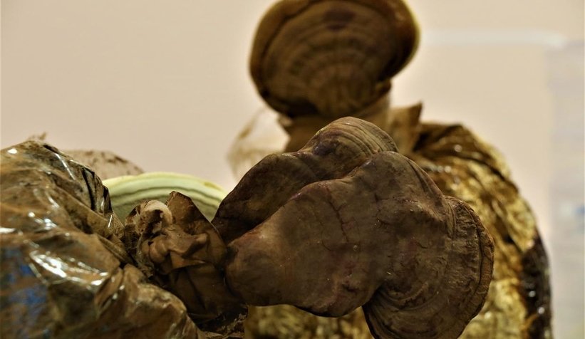 Bu mantar altından pahalı