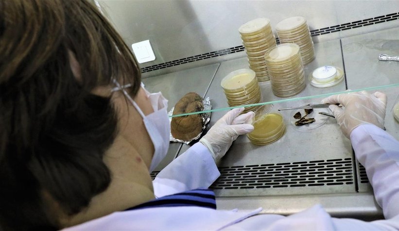 Bu mantar altından pahalı