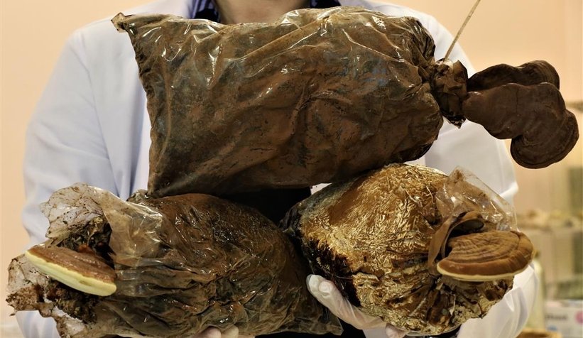 Bu mantar altından pahalı