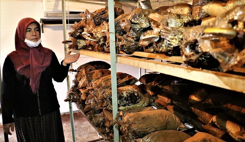 Bu mantar altından pahalı