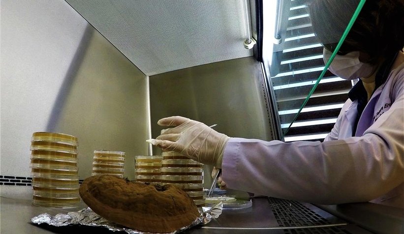 Bu mantar altından pahalı