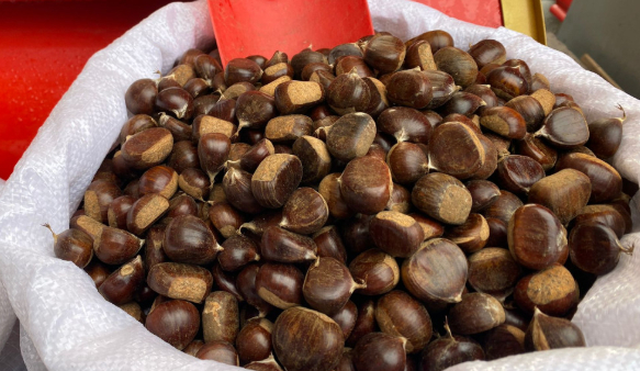 bu-yil-kestaneyi-pahaliya-yiyecegizeunubk9mn3