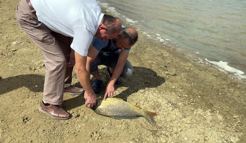 Büyük balıklar kıyıya vurdu