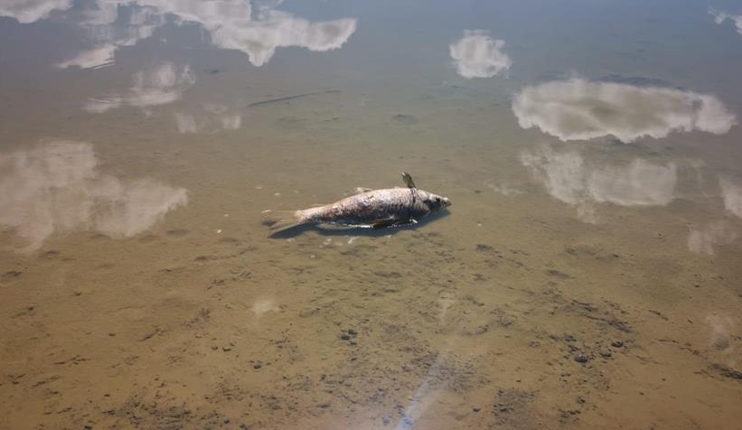 Büyük balıklar kıyıya vurdu