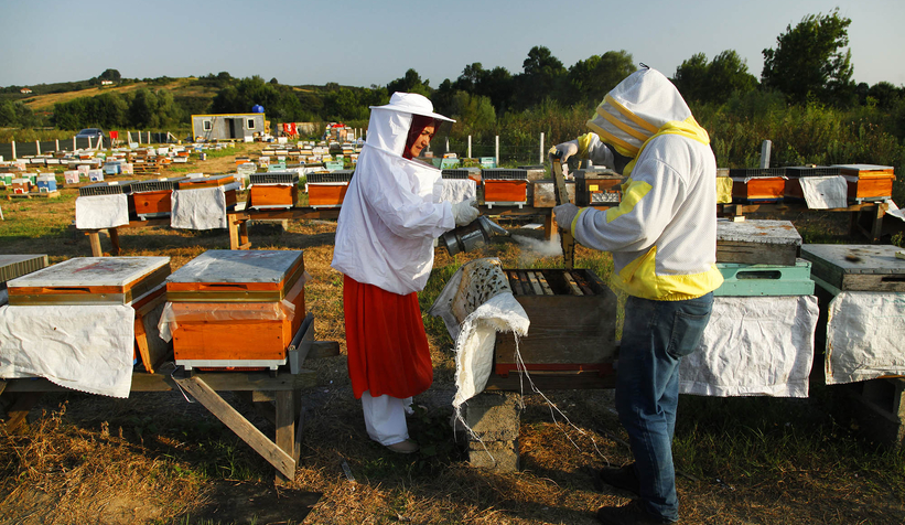 Büyükşehir 1 yılda tam 29 ton bal üretti