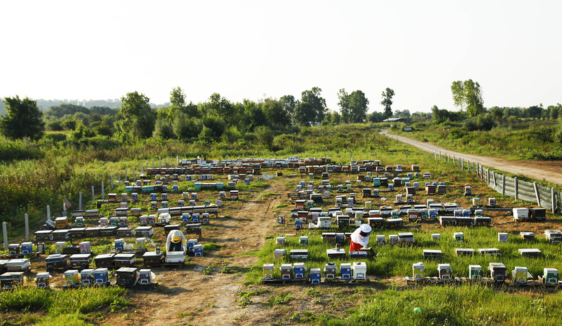 Büyükşehir 1 yılda tam 29 ton bal üretti