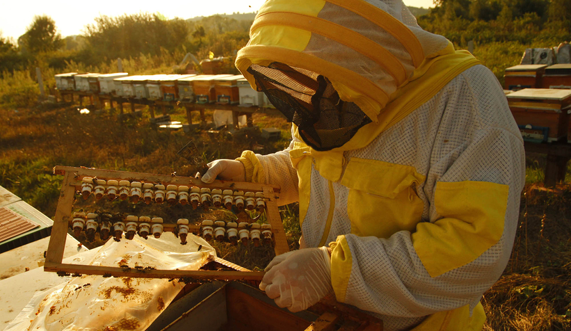 Büyükşehir 1 yılda tam 29 ton bal üretti