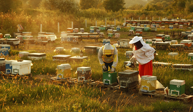 Büyükşehir 1 yılda tam 29 ton bal üretti