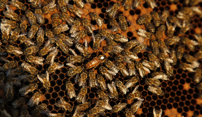 Büyükşehir 1 yılda tam 29 ton bal üretti