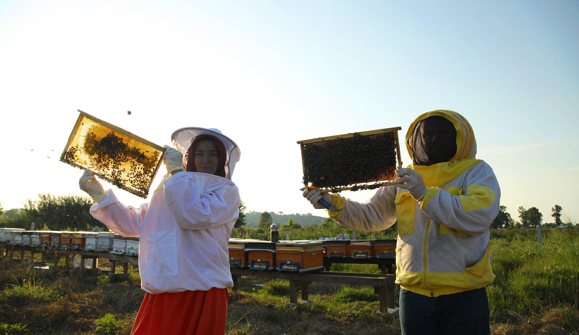 Büyükşehir 1 yılda tam 29 ton bal üretti