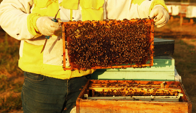 Büyükşehir 1 yılda tam 29 ton bal üretti